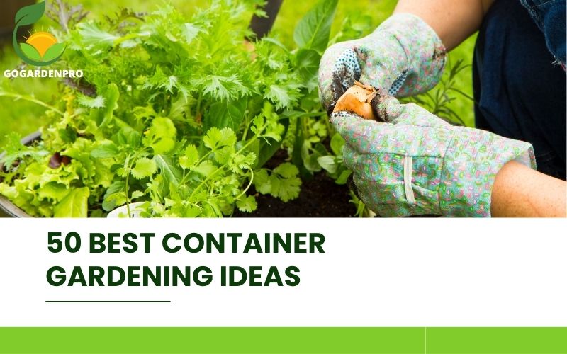 50 Best Container Gardening Ideas