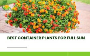 Best Container Plants for Full Sun