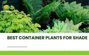 Best Container Plants for Shade