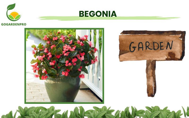 Best Container Plants for Shade Begonia