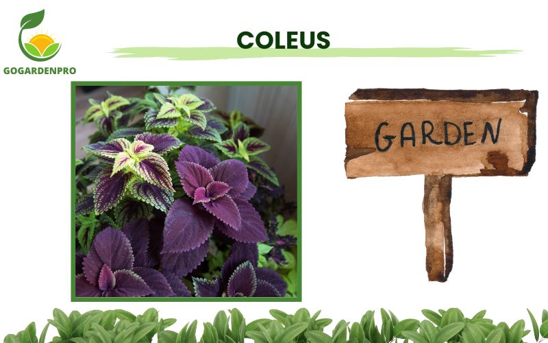 Best Container Plants for Shade Coleus