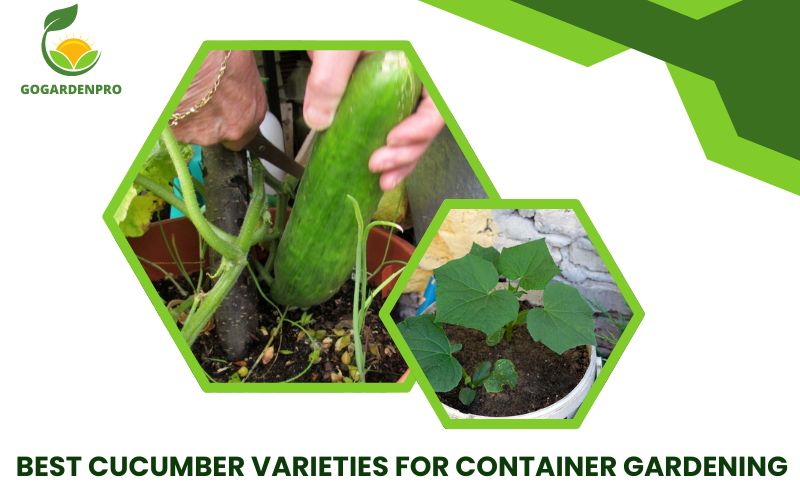 Best Cucumber Varieties for Container Gardening