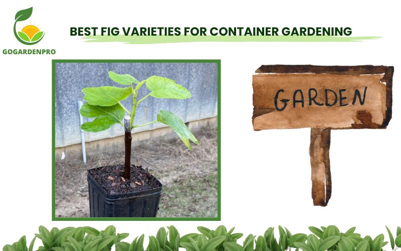 Best Fig Varieties for Container Gardening