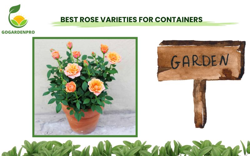 Best Rose Varieties for Containers