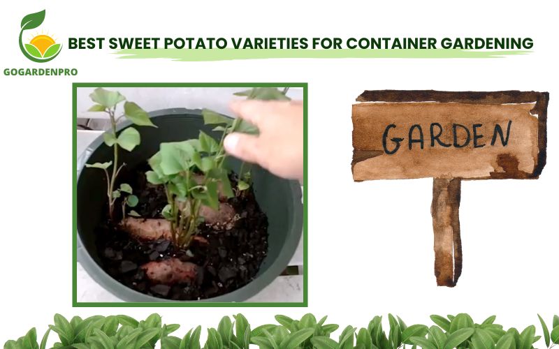 Best Sweet Potato Varieties for Container Gardening