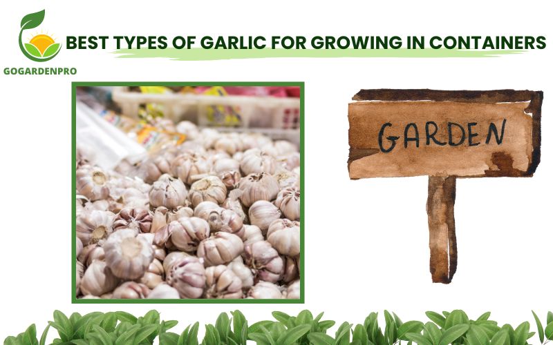 Best Types of Garlic for Growing in Containers