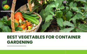 Best Vegetables for Container Gardening