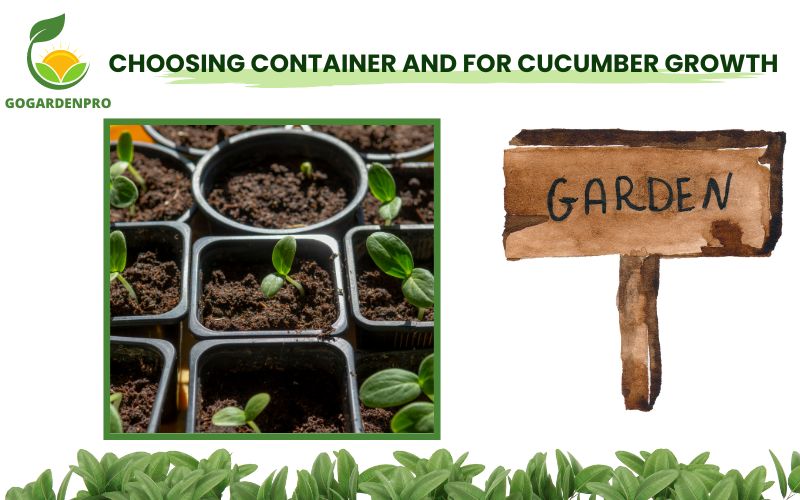 Choosing Container and for Cucumber Growth