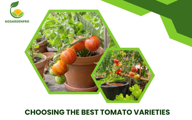 Choosing the Best Tomato Varieties for Container Gardening