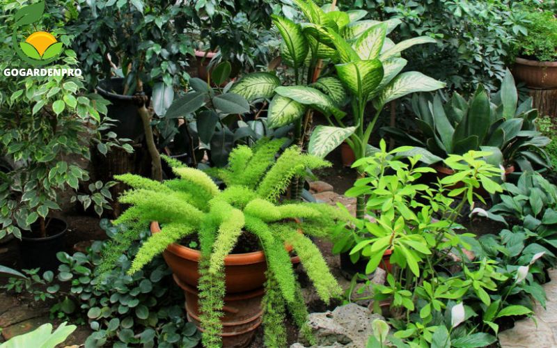 Container Gardening Ideas - Lush Tropicals