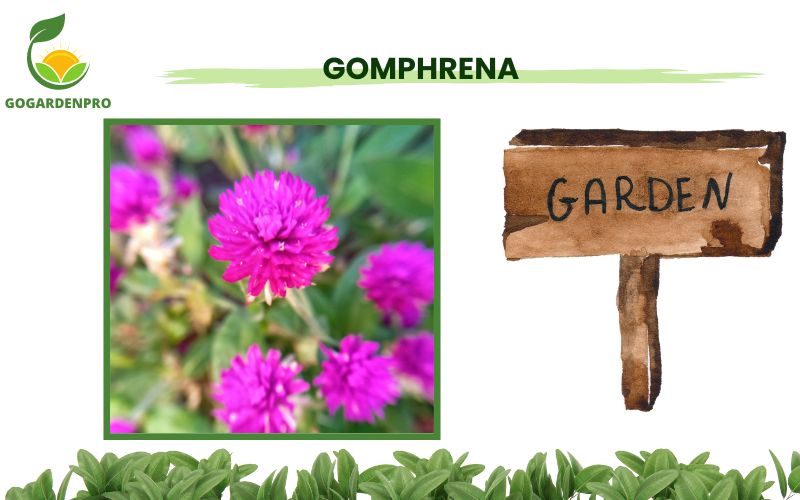 Container Plants for Full Sun Gomphrena