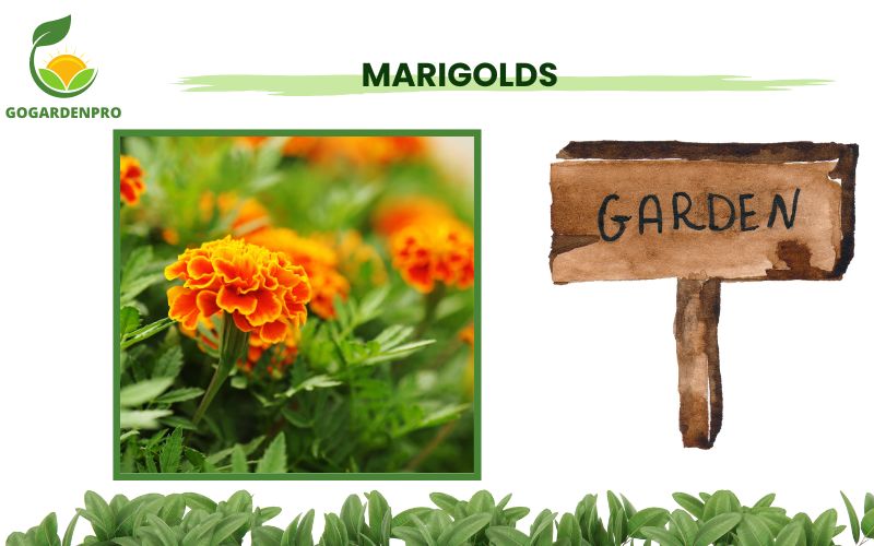 Container Plants for Full Sun Marigolds