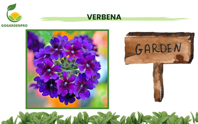 Container Plants for Full Sun Verbena