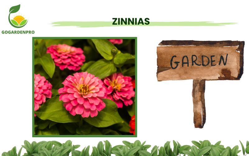 Container Plants for Full Sun Zinnias