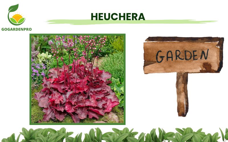 Container Plants for Shade Heuchera