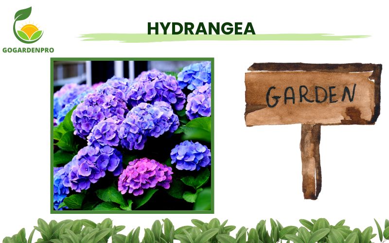 Container Plants for Shade Hydrangea