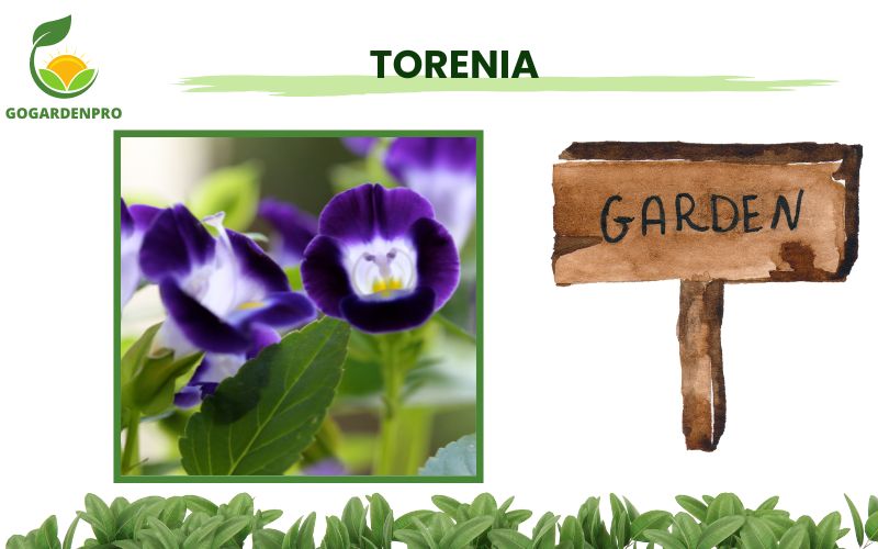 Container Plants for Shade Torenia