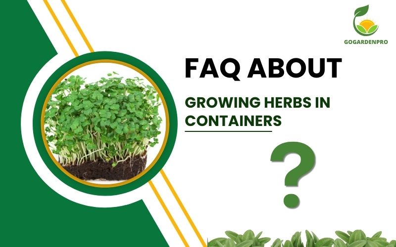 FAQ Growing Herbs in Containers