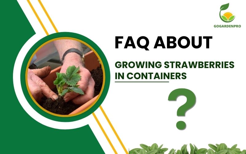 FAQ Growing Strawberries in Containers