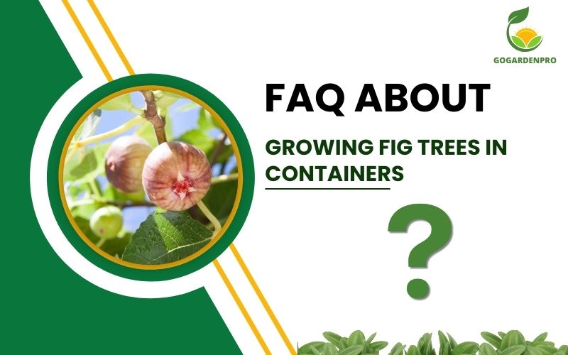 FAQ about Growing Fig Trees in Containers