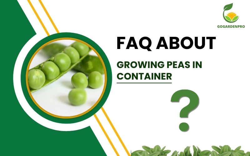 FAQ about Growing Peas in Container