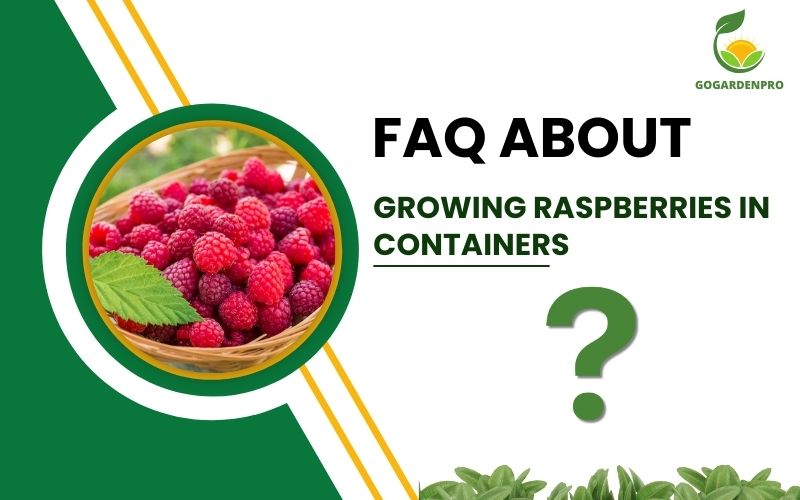 FAQ about Growing Raspberries in Containers