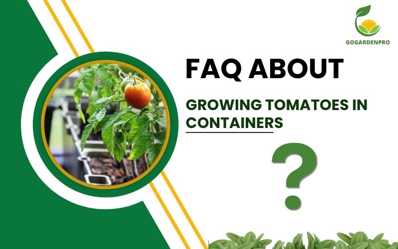 FAQ about Growing Tomatoes in Containers