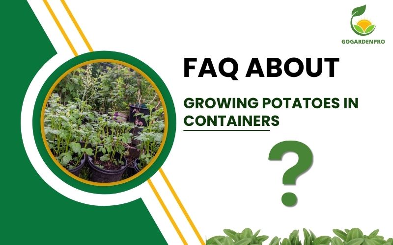 FAQ about growing potatoes in containers