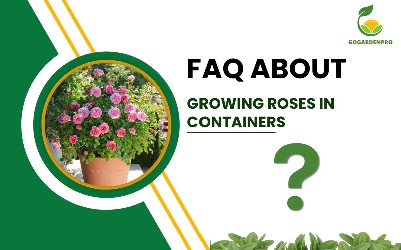 FAQ about growing roses in containers