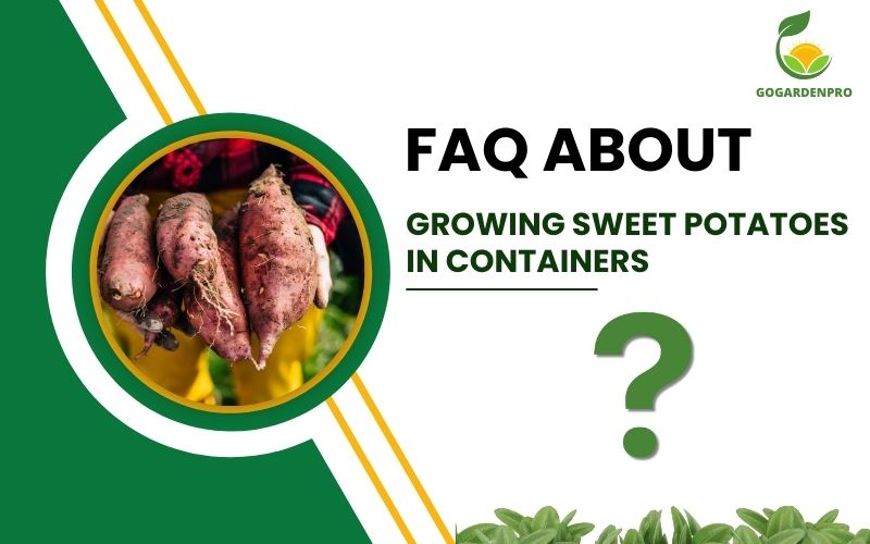 FAQ about growing sweet potatoes in containers