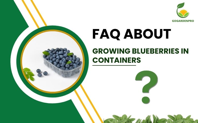 FAQ growing blueberries in containers