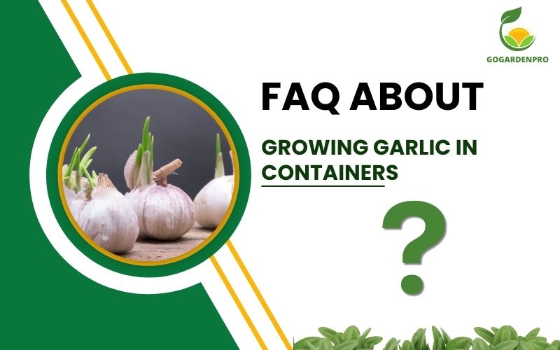 FAQ growing garlic in containers