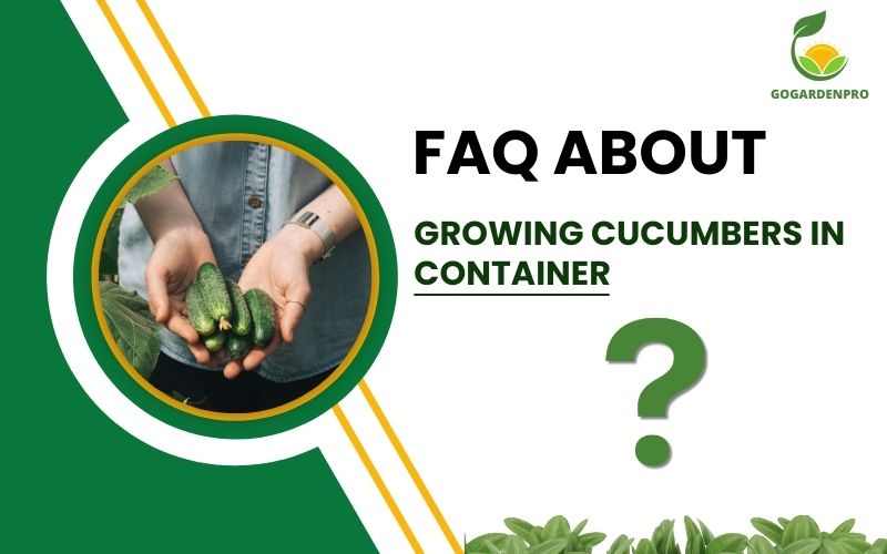 FAQs About Growing Cucumbers in Containersers