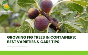 Growing Fig Trees in Containers