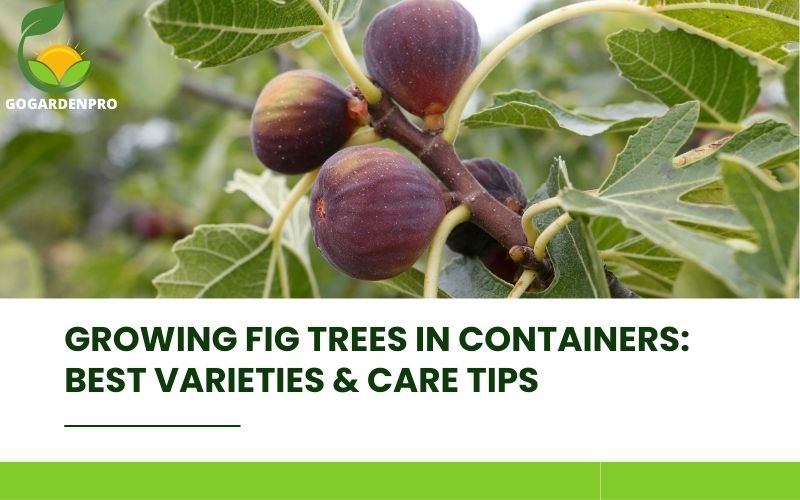 Growing Fig Trees in Containers