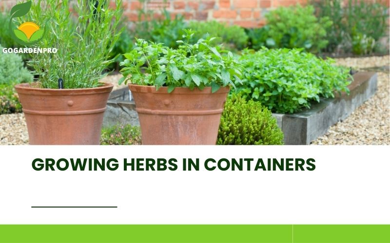 Growing Herbs in Containers