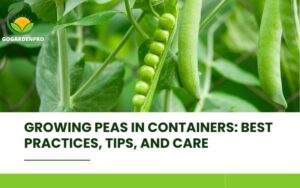 Growing Peas in Containers Best Practices, Tips, and Care