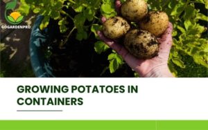 Growing Potatoes in Containers