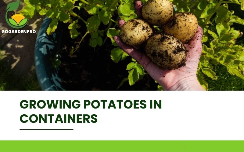 Growing Potatoes in Containers