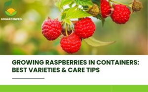 Growing Raspberries in Containers Best Varieties & Care Tips