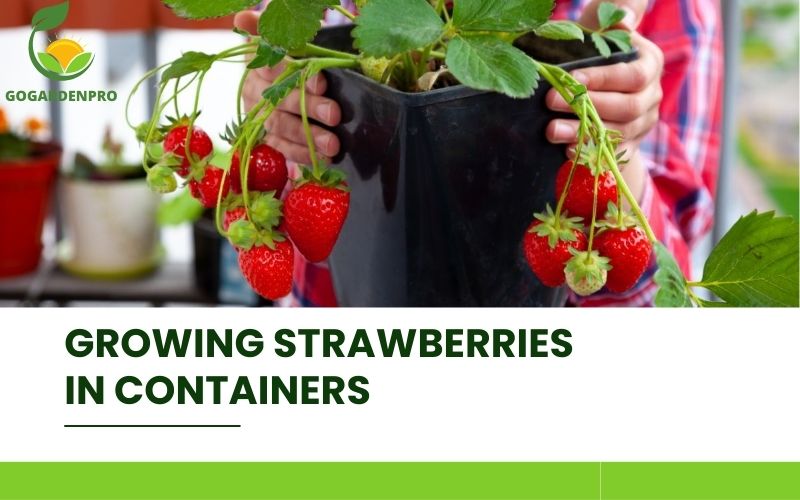 Growing Strawberries in Containers