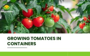 Growing Tomatoes in Containers Best Tips and Practices