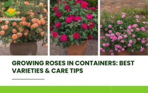 Growing roses in containers