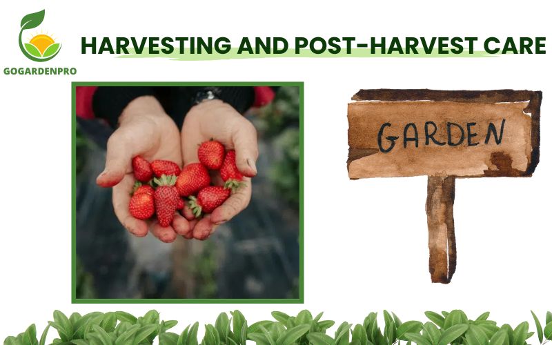 Harvesting and Post-Harvest Care