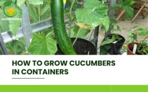 How to Grow Cucumbers in Containers