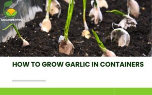 How to Grow Garlic in Containers