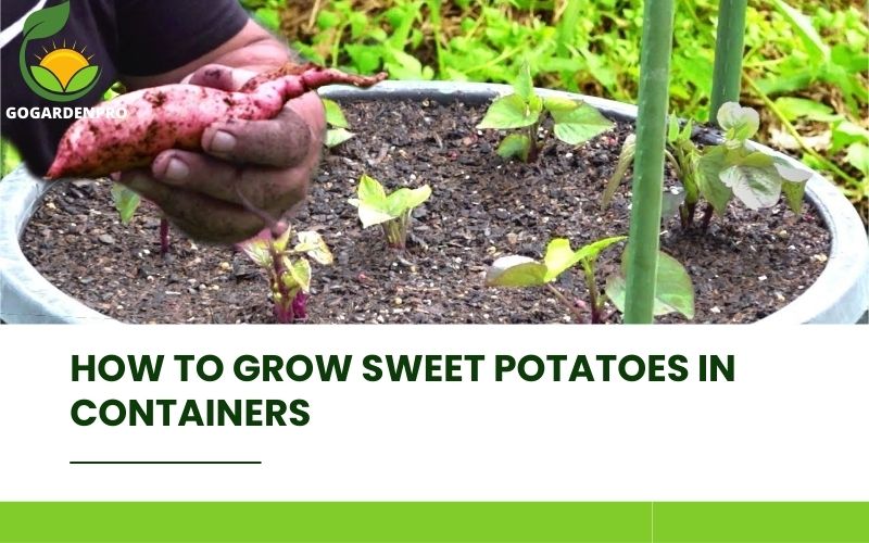 How to Grow Sweet Potatoes in Containers