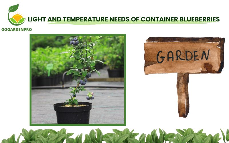 Light and Temperature Needs of Container Blueberries