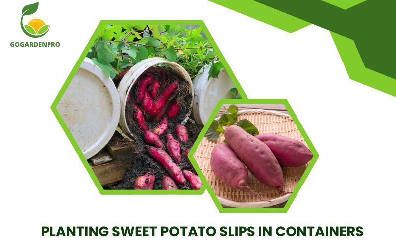 Planting Sweet Potato Slips in Containers