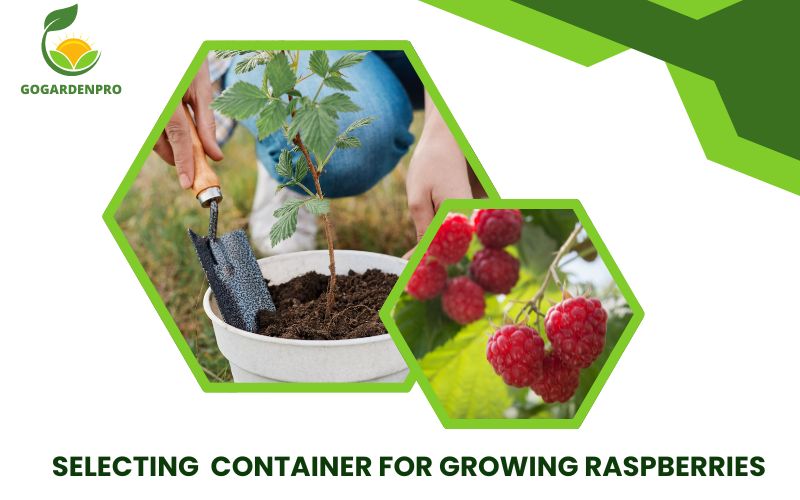 Selecting Container for Growing Raspberries